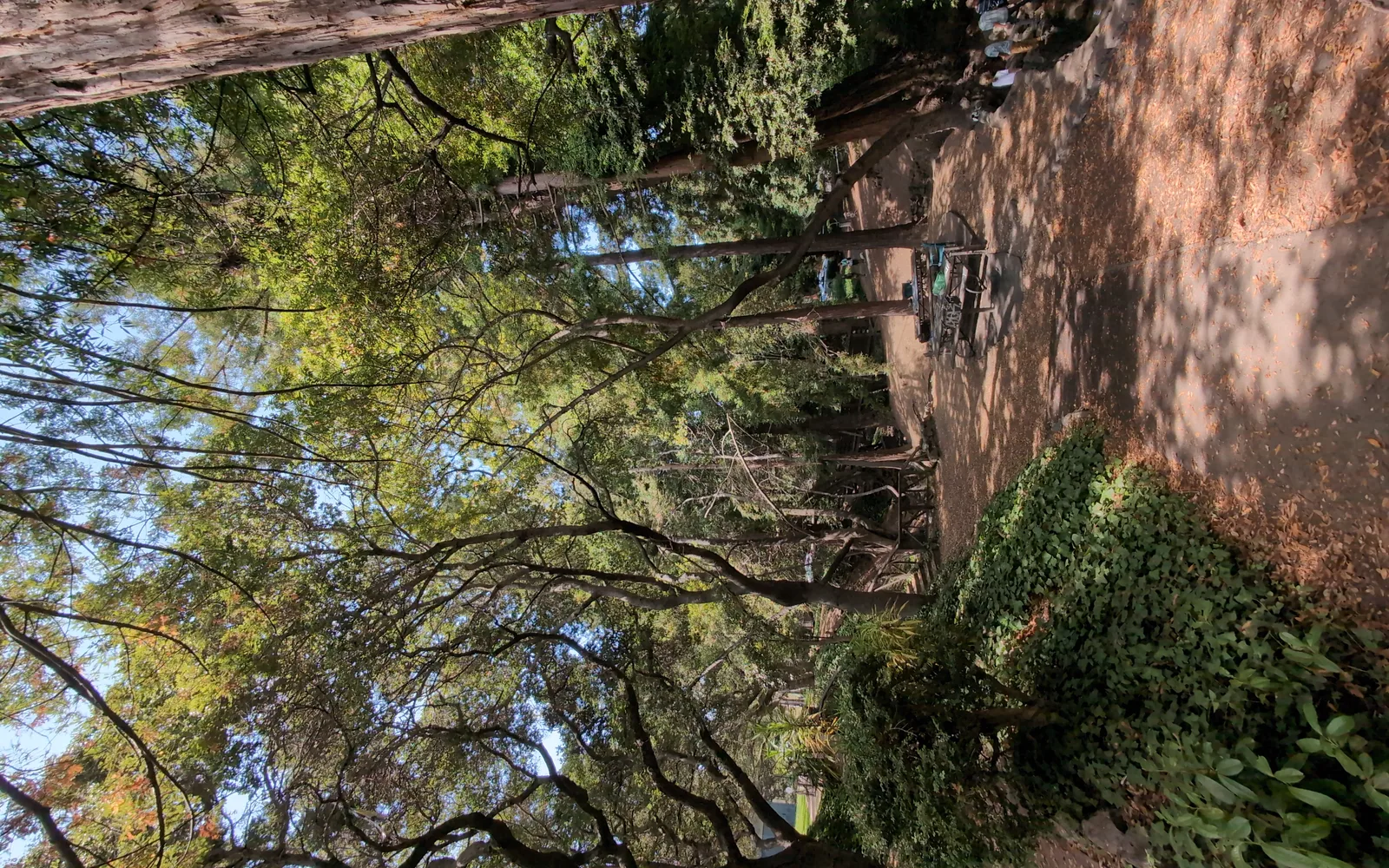 A California community park with lawn, shade trees, and walking paths, a gathering place for families